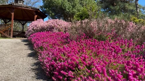 Spring Heather Blossoms Stock Footage 239075268