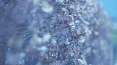 Spring Hegde Focus Pull 4K Video resource - Narrow DOF Stock Footage 75077254