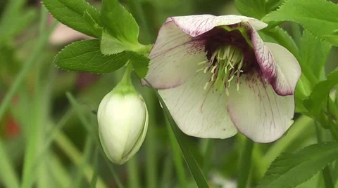 Spring Helleborus Flowers Close Up Stock-Footage 53333339