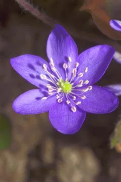 Spring hepatica flower Stock Photos