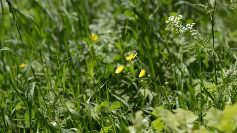 Spring herbal flowers by the river. Flora growing on the bank of a shallow Video stock 223378513