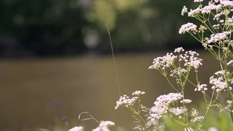 Spring herbal flowers by the river. Flora growing on the bank of a shallow Stock Footage 223378547