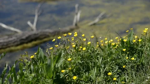 Spring herbal flowers by the river. Flora growing on the bank of a shallow Video stock 223378549