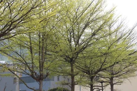 Spring is here, and many new shoots have emerged from Terminalia lobata Stock Photos