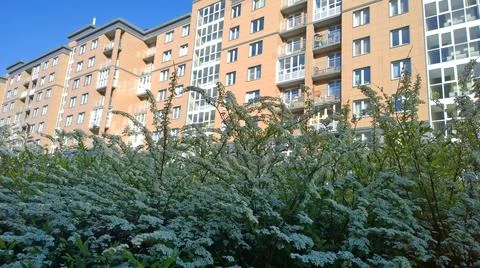 Spring is here. Blooming shrub Spiraea or spirea on blurred building. Stock Photos