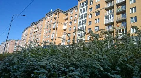 Spring is here. Blooming shrub Spiraea or spirea on residential building Stock Photos