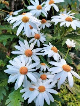 Spring is here! Floral background 写真素材