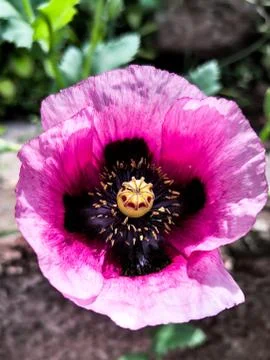 Spring is here! Floral background Stock Photos