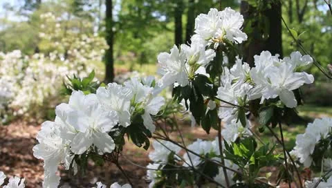 Spring is here! Stock Footage 11128800