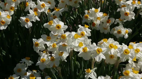 Spring is here Stock Footage 22732681