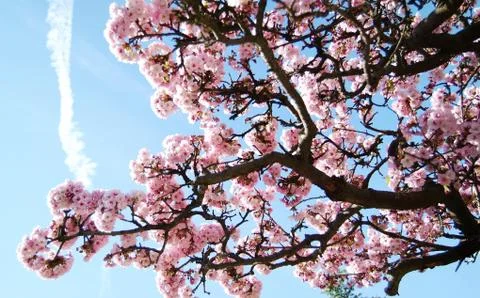 Spring is here Stock Photos