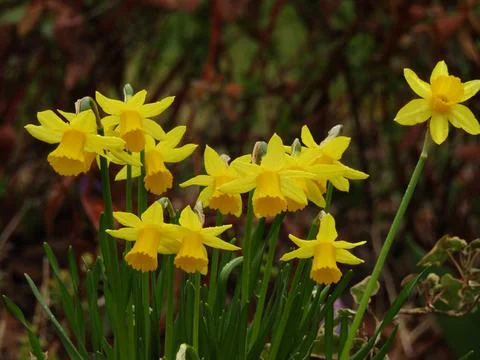 Spring is Here 库存照片