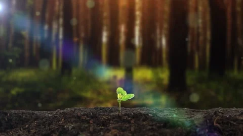 Spring is here, the seeds start to germinate and grow Stock Footage 234245787