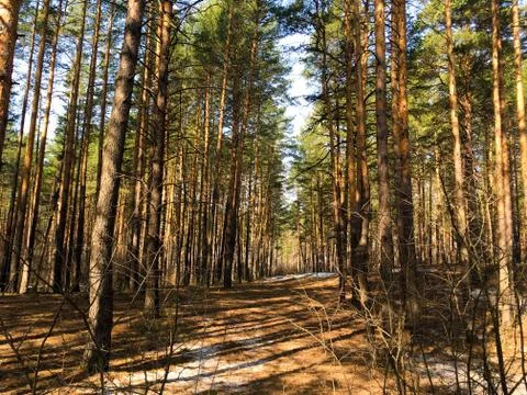Spring high pine forest in the sunlight 스톡 사진
