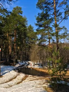 Spring high pine forest in the sunlight Foto stock