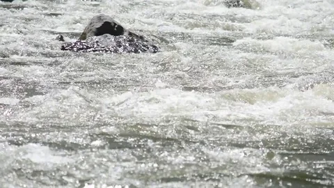 Spring high water flows in the mountain river Ursul. Rocks and water rapids Stock Footage 76352953