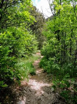 Spring Hiking Trail Foto stock