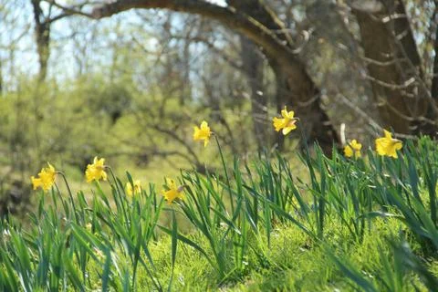 Spring hill with yellow daffodils Stock Photos