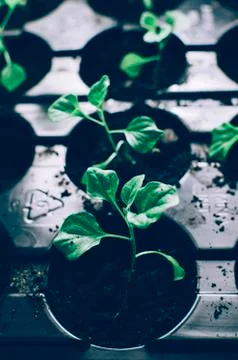 Spring Home Seedlings Stock Photos