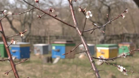 Spring honey harvests. Preparing bees for season Stock Footage 129133035