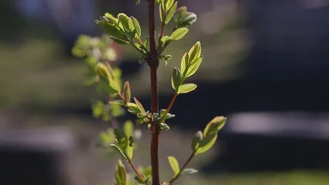 Spring honeysuckle, young leaves Video stock 75321974