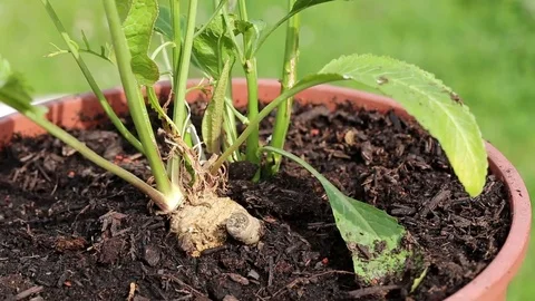 Spring, Horseradish pot Stock Footage 74628844