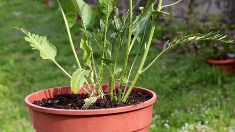 Spring, Horseradish pot Stock Footage 74628861