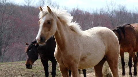 Spring Horses Stock Footage 102790786