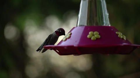 Spring Hummingbird Flying and Drinking out of Bird Feeder in Slow Motion Video stock 233469390