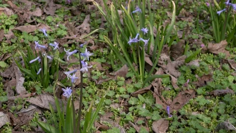 Spring hyacinth in the field Stock-Footage 88258219