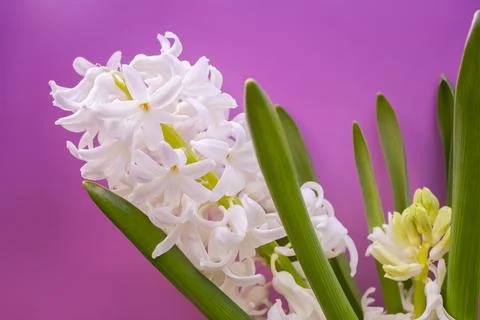 Spring hyacinth flowers background, texture Stock Photos