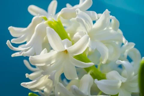Spring hyacinth flowers background, texture Stock Photos