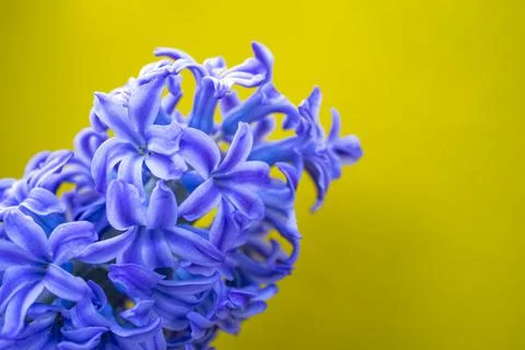 Spring hyacinth flowers background, texture Stock Photos