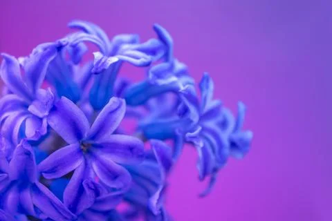 Spring hyacinth flowers background, texture Stock Photos