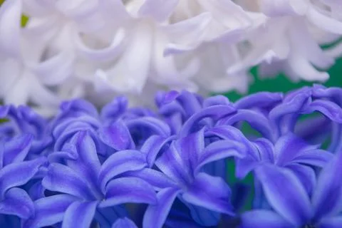Spring hyacinth flowers background, texture Stock Photos