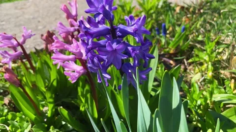 Spring hyacinth flowers different colors in the garden on a spring day Stock Footage 239273941
