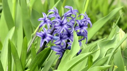 Spring Hyacinth orientalis swaying in the wind in garden. Blooming  flowers Video stock 152949917