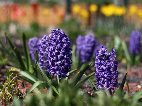 Spring Hyacinth Stock Photos