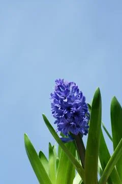 Spring hyacinths Stock Photos