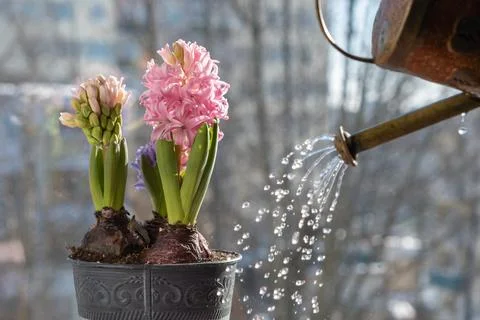 Spring hyacinths in a pot by the window, behind which is winter. A small wate 写真素材