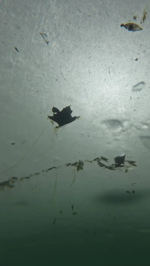 Spring ice sweep downstream, dragging tangled algae and autumn leaves through Stock Footage 332854945