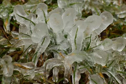 Spring icy grass after snowfall 写真素材