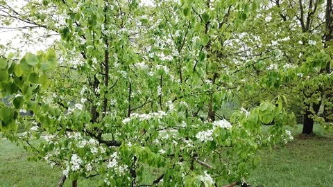Spring at the I.E. Manor Museum Repina Zdravnevo Stock Footage 108196954