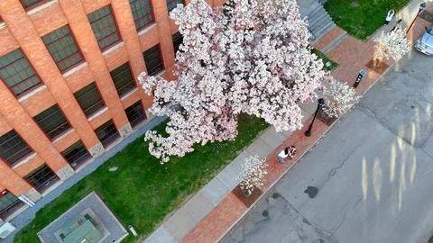 Spring II - Syracuse, NY Stockfoto's