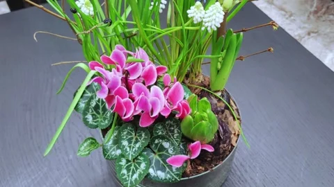 Spring ikebana. Floral composition with spring blooming flowers on grey table. Stock Footage 276531650