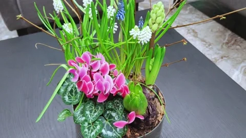 Spring ikebana. Floral composition with spring blooming flowers on grey table. Stock Footage 276531708