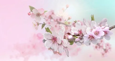 Spring イラスト素材