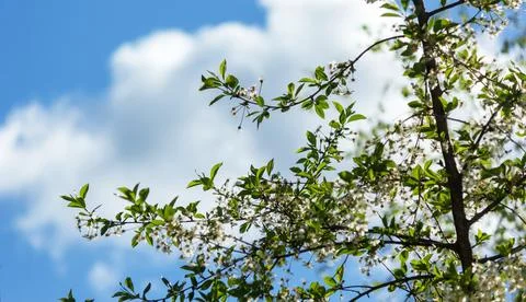 Spring image: Cherry blossoms and blue sky Stock Photos
