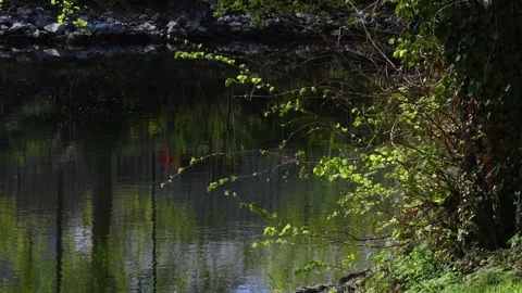 Spring Impressions from Western Ditch in Citadel Park in Berlin Spandau, Germany Stock Footage 137761138