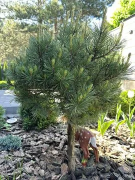 Spring inflorescence on a coniferous tree. Pine blossoms spreading green po.. Stock Photos